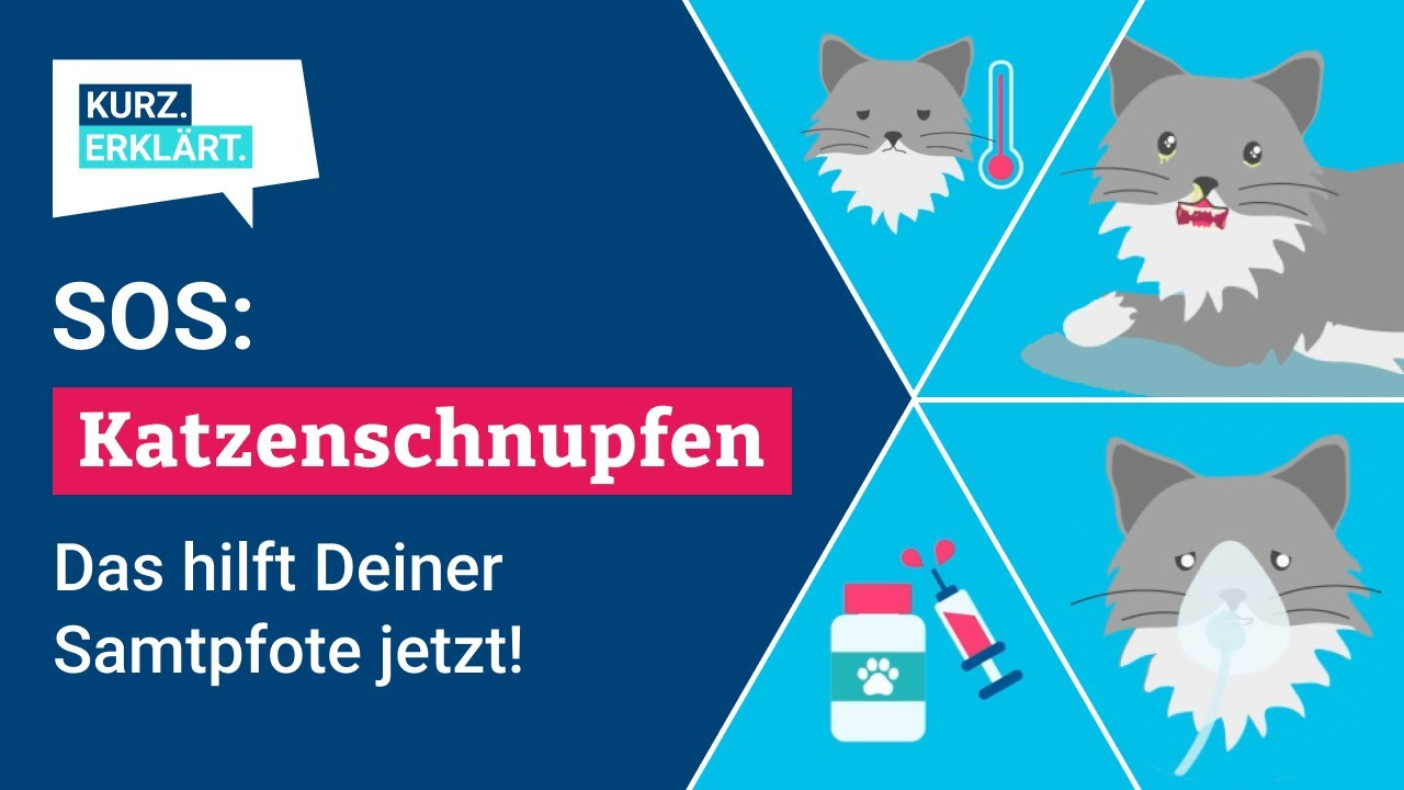 Katzenschnupfen: Was Du jetzt wissen und tun solltest!