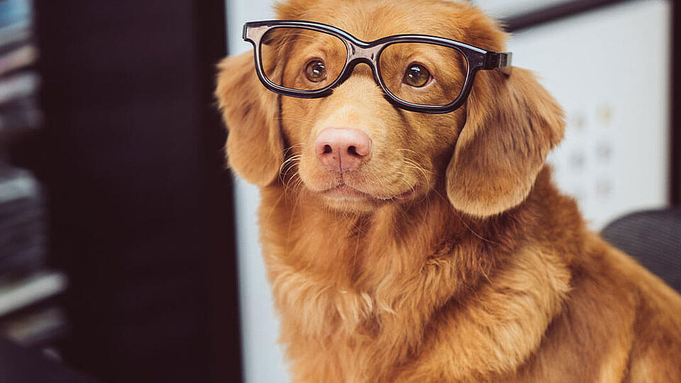 Hund im Büro