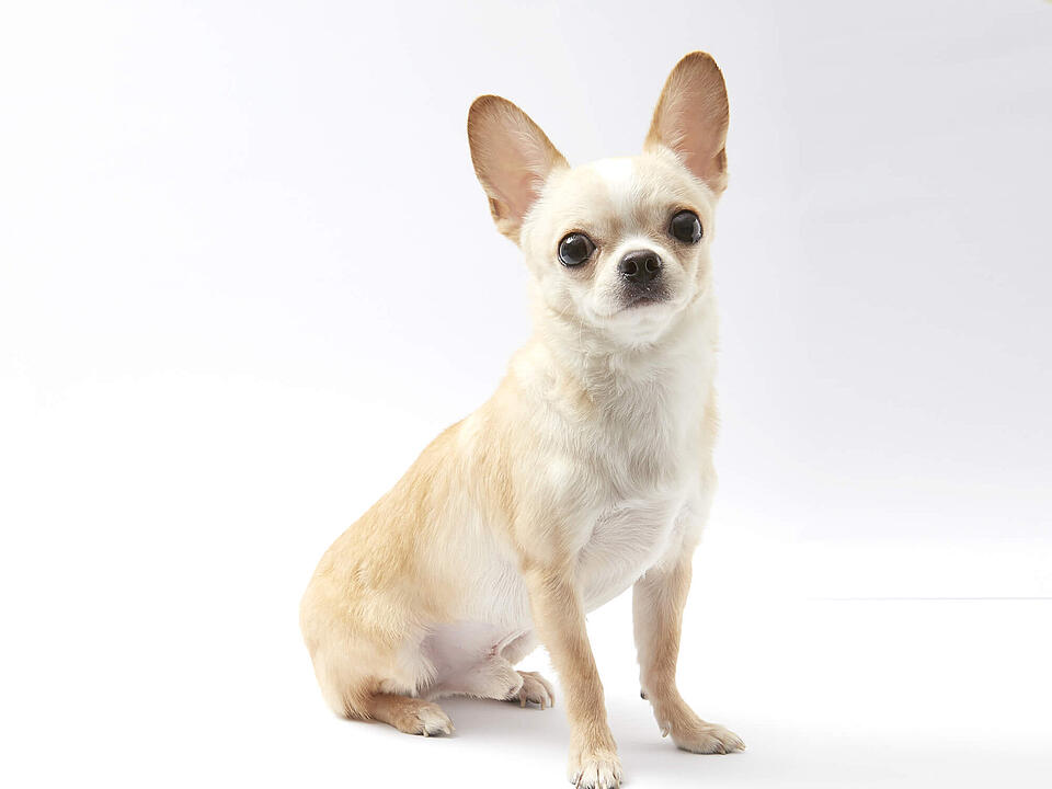 Chihuahua