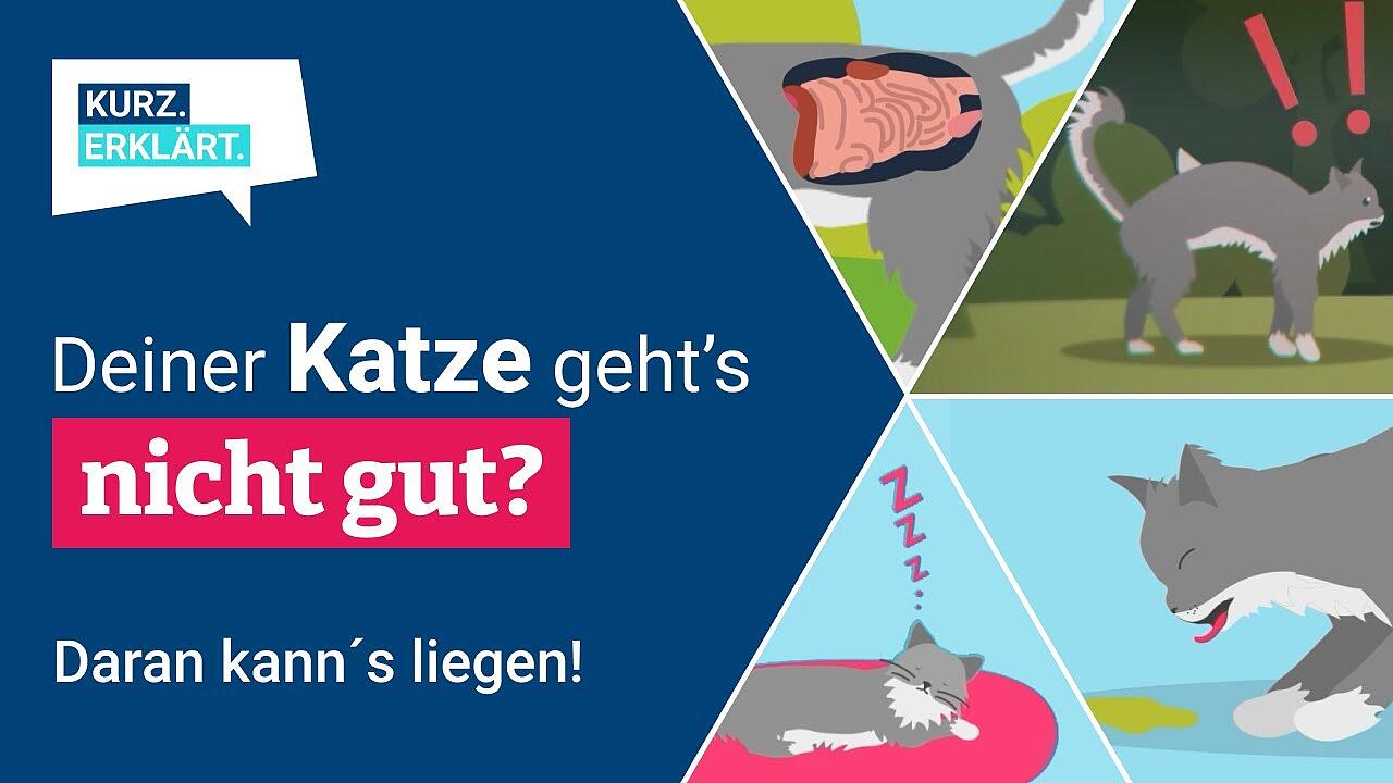 Wie erkenne ich, dass meine Katze krank ist? Und welche Katzenkrankheiten gibt es?