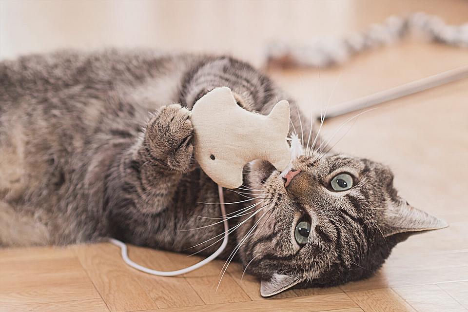 Katzenzubehör Katzenzubehör