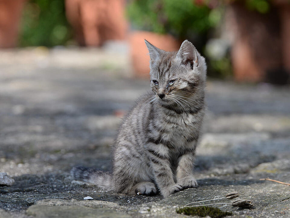 Katzenschnupfen, Katzen