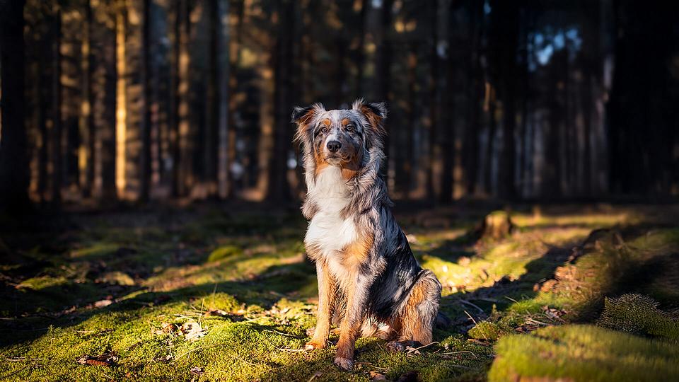 Glücklicher Australian Shepherd sitzt im Wald.