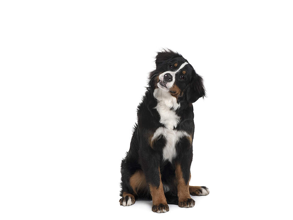 Berner Sennenhund