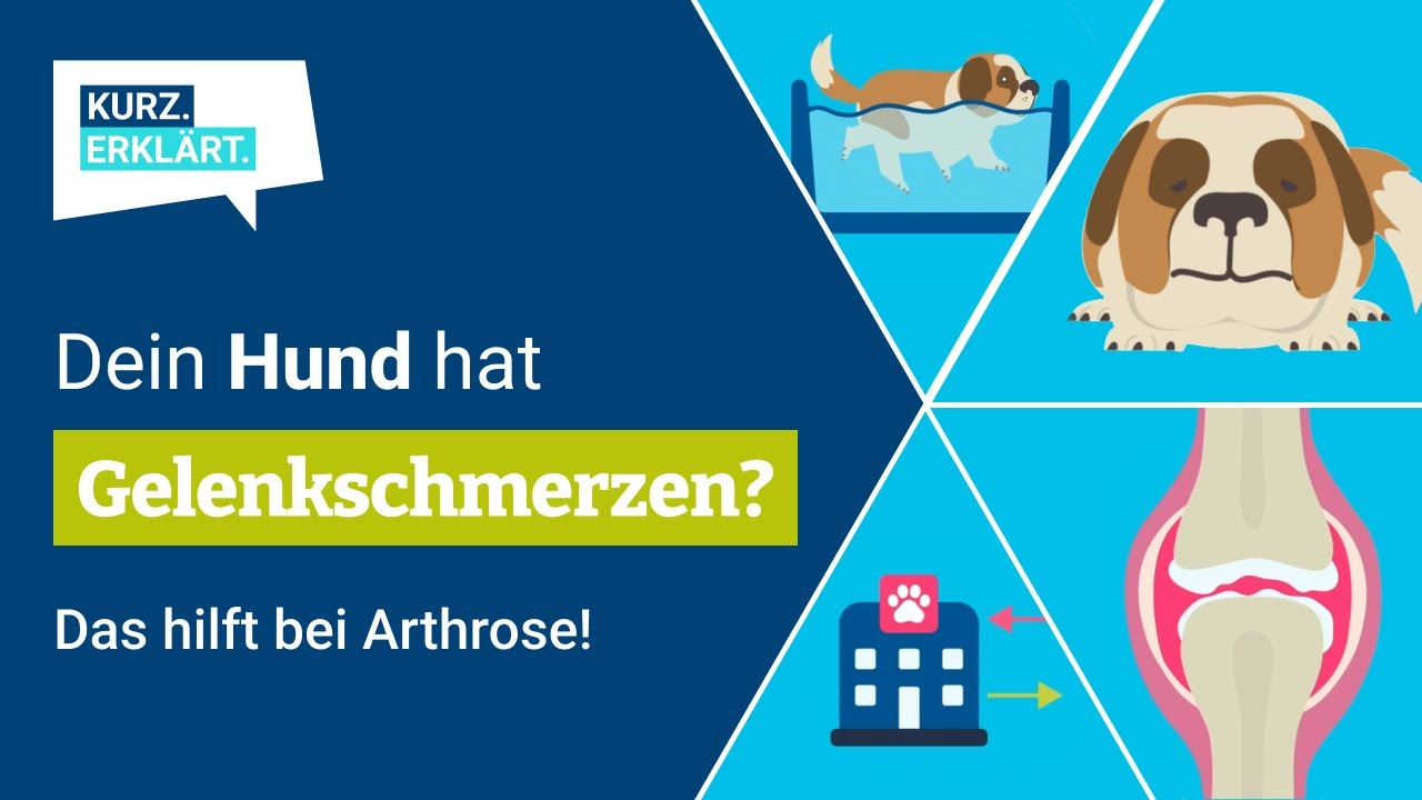 Arthrose beim Hund: Was Du jetzt wissen und tun solltest!