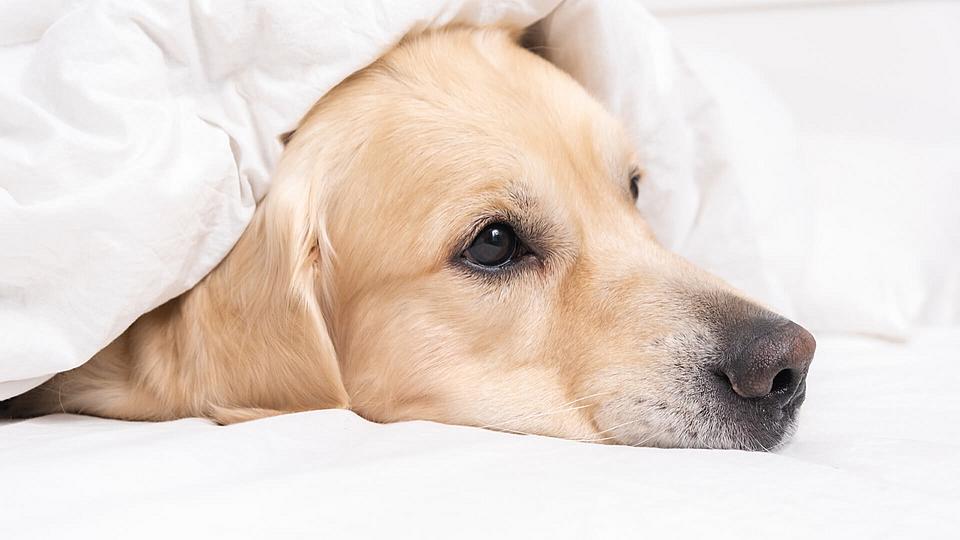 Ein süßer Hund liegt unter einer weißen Decke.