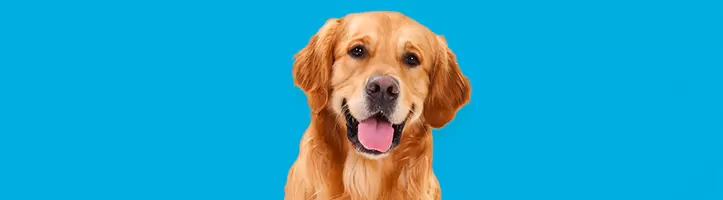 Hundekrankenversicherung
