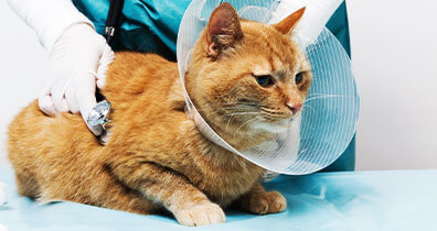 Ambulante Behandlungen bei Katzen Ambulante Behandlungen bei Katzen