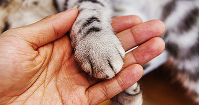 Notfallversorgung für Katzen Notfallversorgung für Katzen