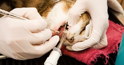 Zahnbehandlungen bei Katzen
