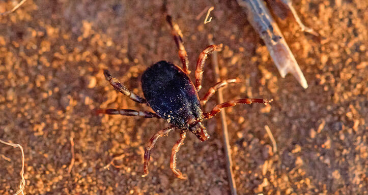 Hyalomma-Zecke aus der Familie Ixodidae, die auf Sand läuft