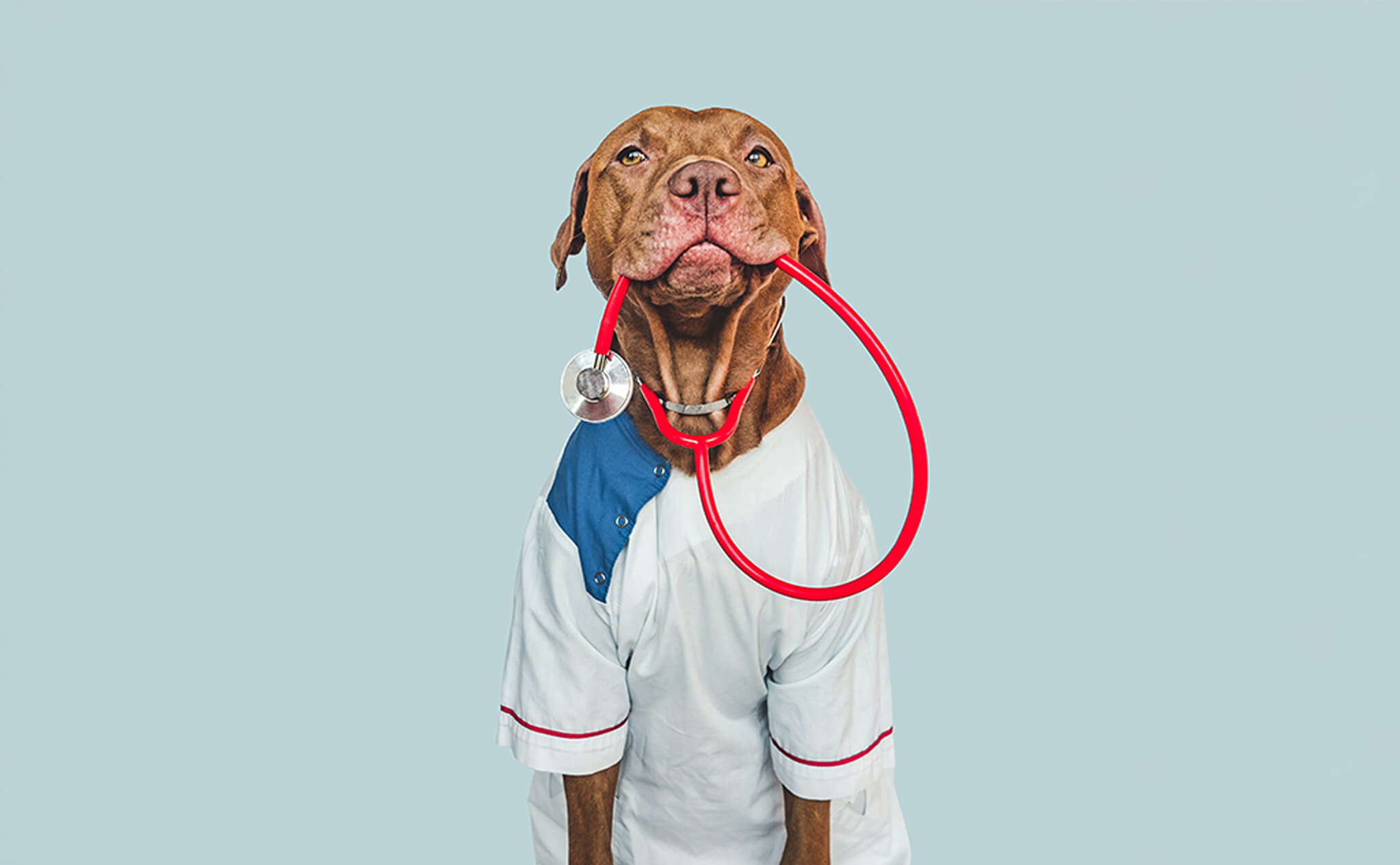 Hund mit Arztkostüm